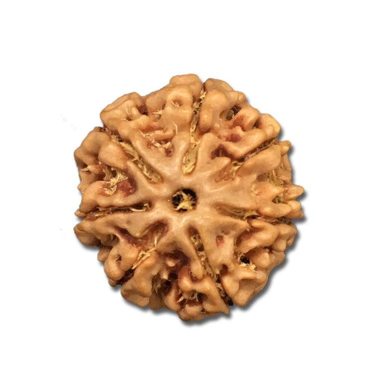 7 Mukhi Nepal
