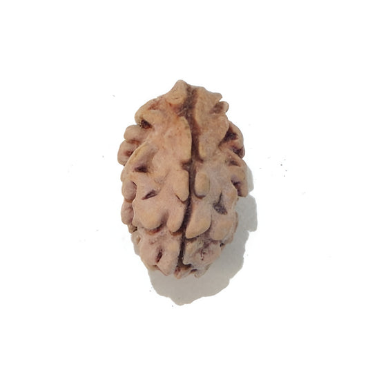 2 Mukhi Indian Rudraksha Small