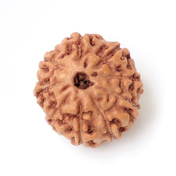 9 Mukhi Indonesian Rudraksha Small