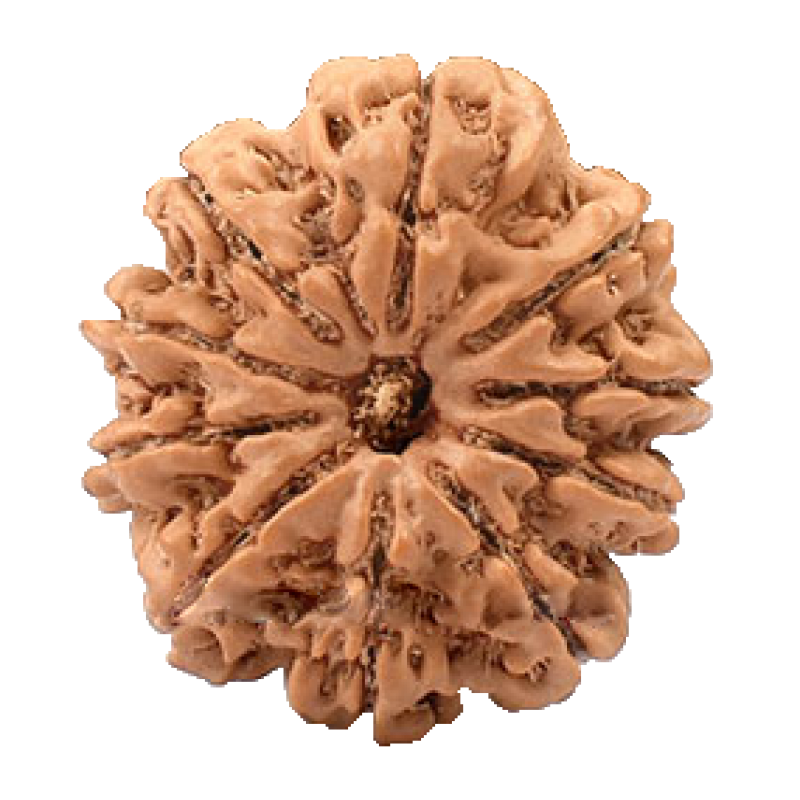 10 Mukhi Nepal Rudraksha Large