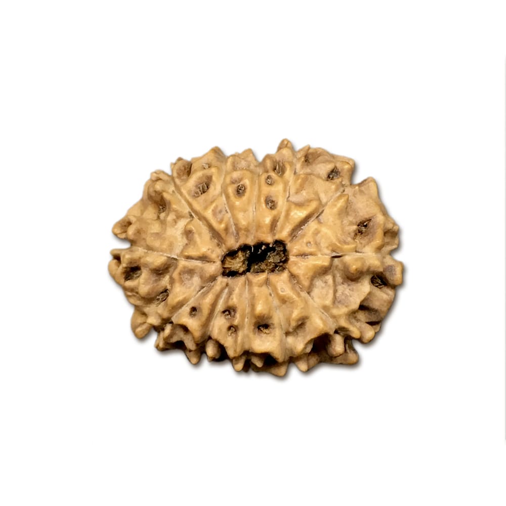 12 Mukhi Indonesian Rudraksha Large