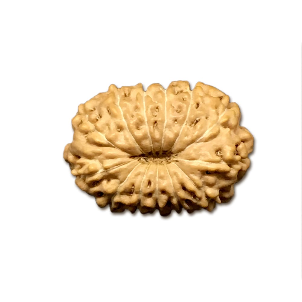 13 Mukhi Indonesian Rudraksha Small