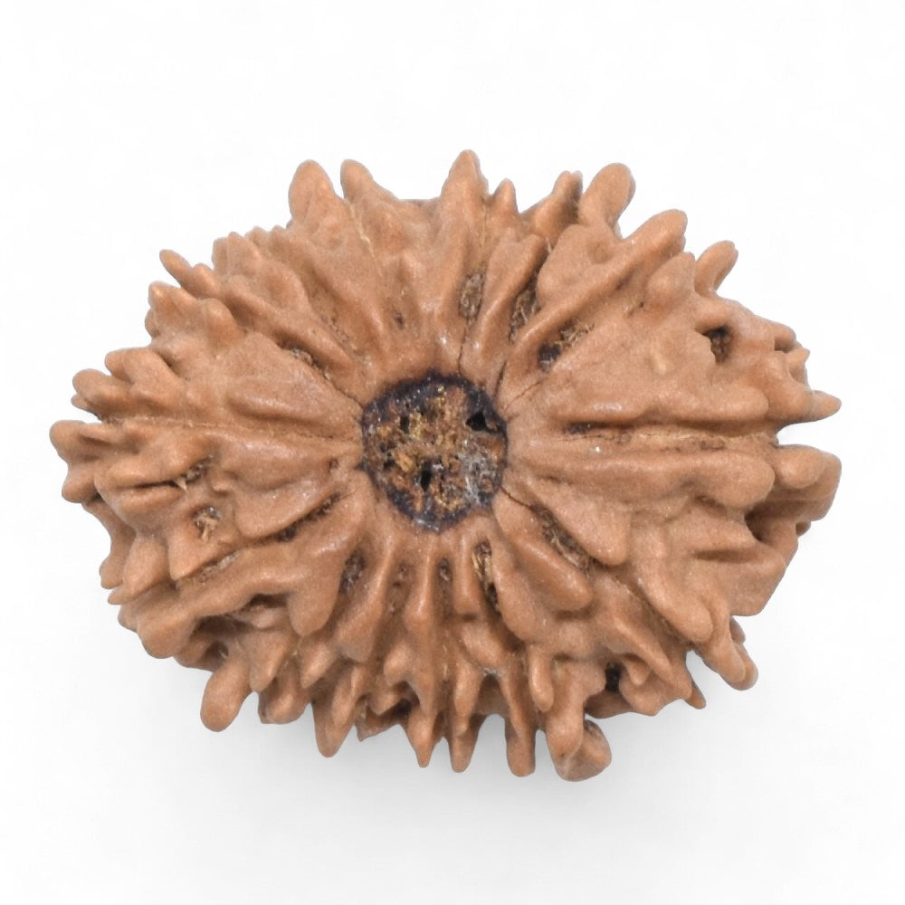 14 Mukhi Nepal Rudraksha Small