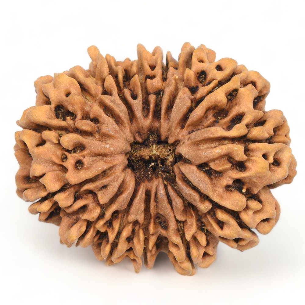 14 Mukhi Nepal Rudraksha Collector
