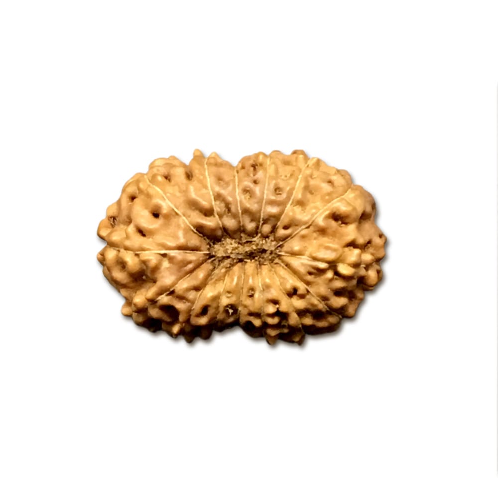 15 Mukhi Indonesian Rudraksha Collector