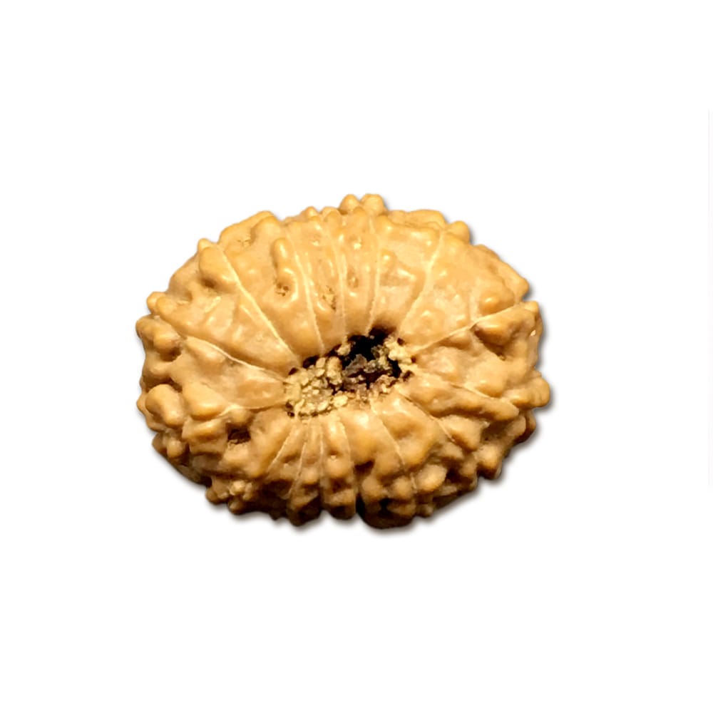 15 Mukhi Indonesian Rudraksha Large
