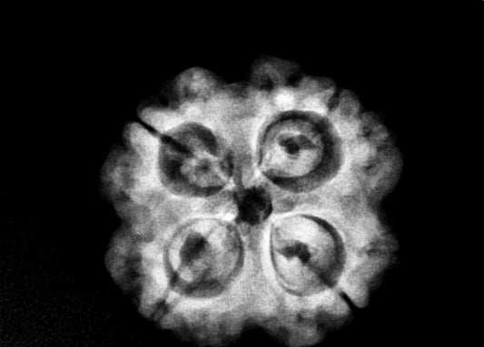 4 Mukhi Rudraksha Nepal Complete 4 Seeds with Xray & Certificate