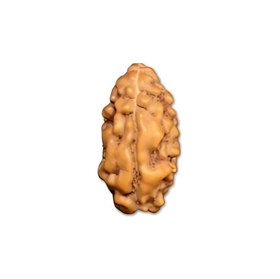 2 Mukhi Indonesian Rudraksha Large