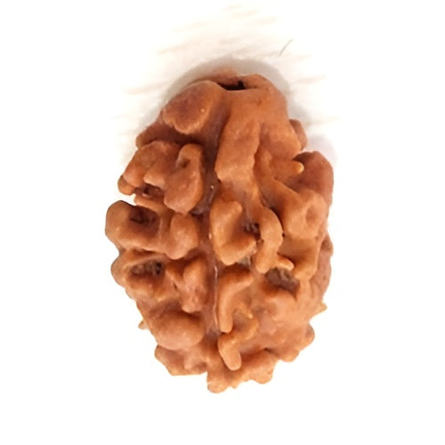 2 Mukhi Nepal Rudraksha Small