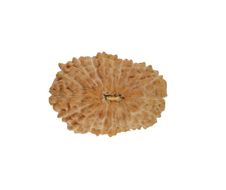 20 Mukhi Indonesian Rudraksha Large