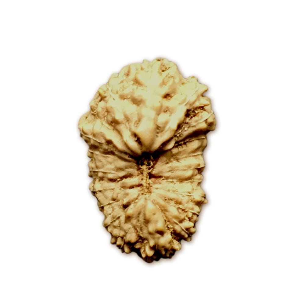 20 Mukhi Indonesian Rudraksha Medium