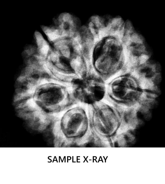 6 Mukhi Rudraksha Nepal Complete 6 Seeds with Xray & Certificate