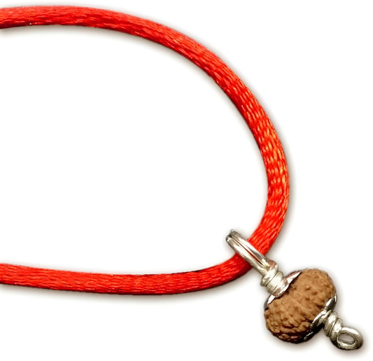 14 Mukhi Indonesian Rudraksha Tiny