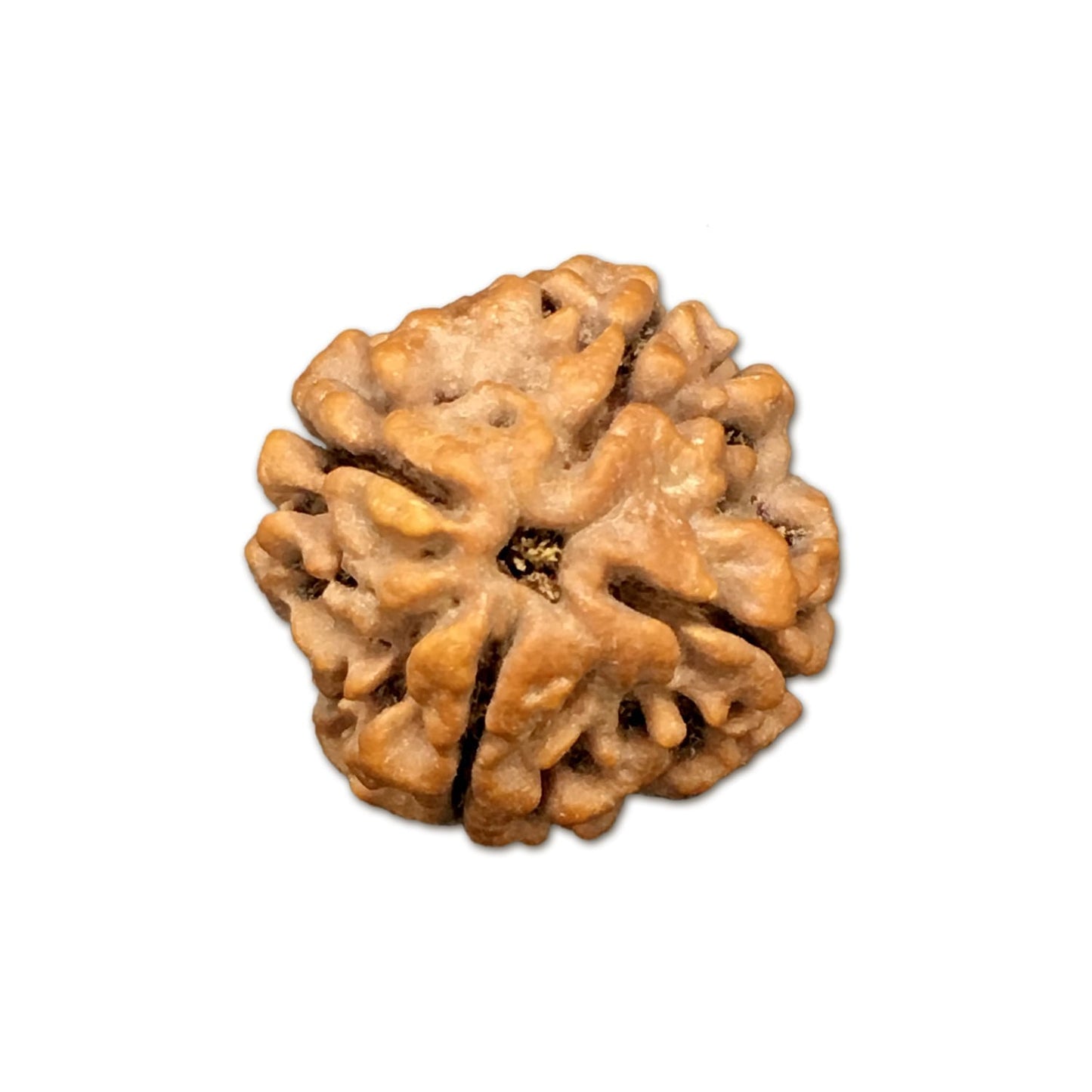 4 Mukhi Rudraksha Nepal Complete 4 Seeds with Xray & Certificate
