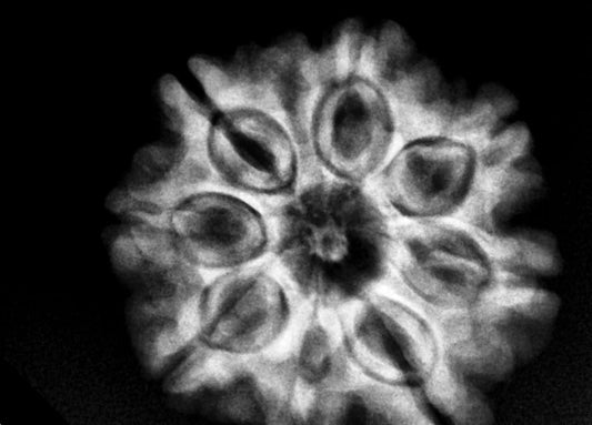 8 Mukhi Nepal Rudraksha Complete 8 Seeds 23.86mm 4.58 Grams Exact Bead