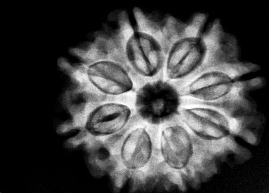 8 Mukhi Nepal Rudraksha Complete 8 Seeds 25.30mm 4.62 Grams Exact Bead