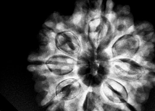 8 Mukhi Nepal Rudraksha Complete 8 Seeds 28.14mm 6.24 Grams Exact Bead