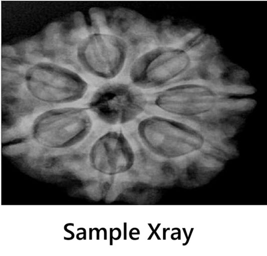 7 Mukhi Rudraksha Nepal Complete 7 Seeds with Xray & Certificate
