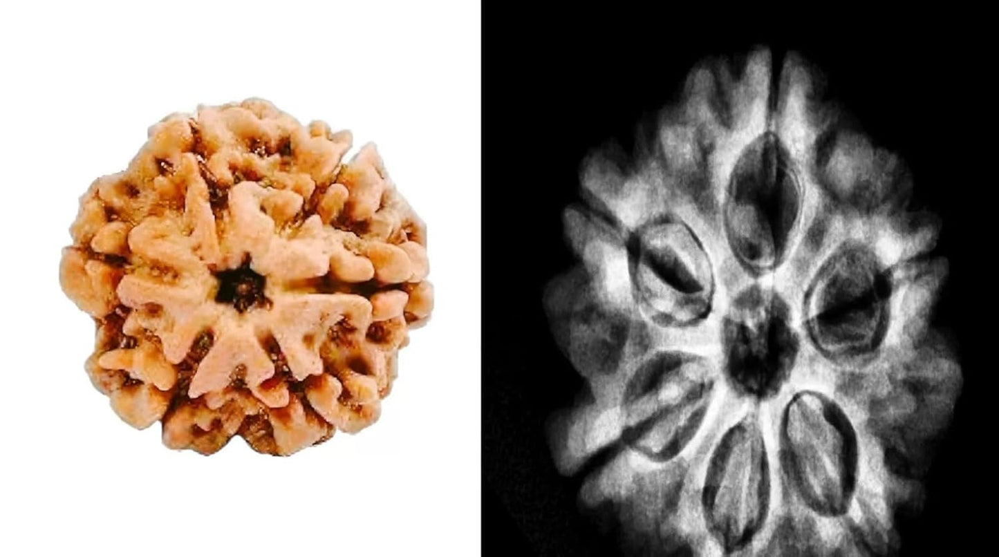 6 Mukhi Rudraksha Nepal Complete 6 Seeds with Xray & Certificate