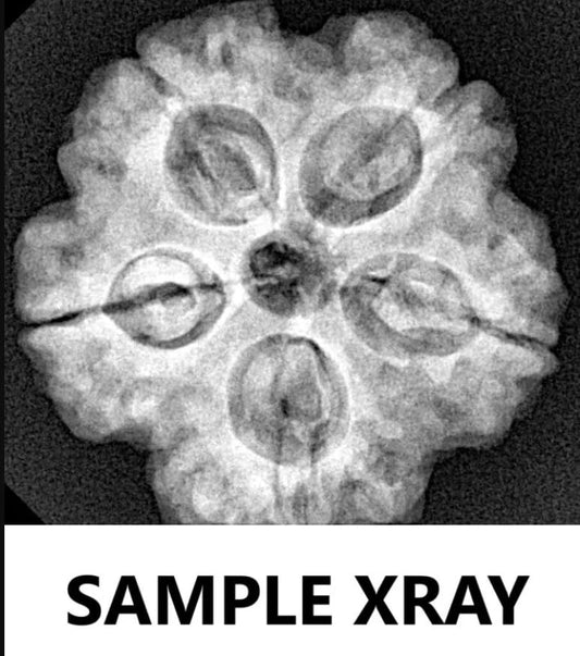 5 Mukhi Rudraksha Nepal Complete 5 Seeds with Xray & Certificate