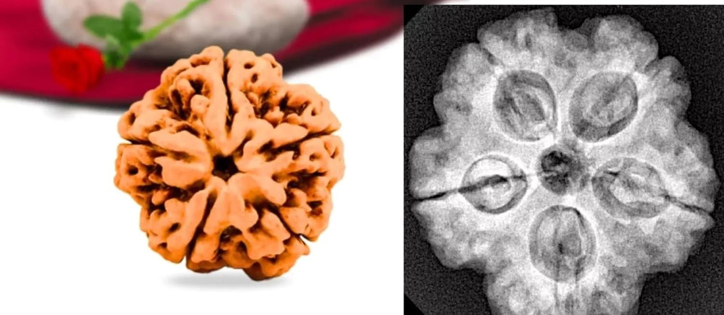 5 Mukhi Rudraksha Nepal Complete 5 Seeds with Xray & Certificate