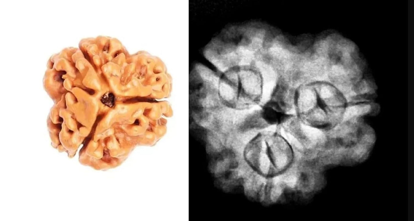 3 Mukhi Rudraksha Nepal Complete 3 Seeds with Xray & Certificate