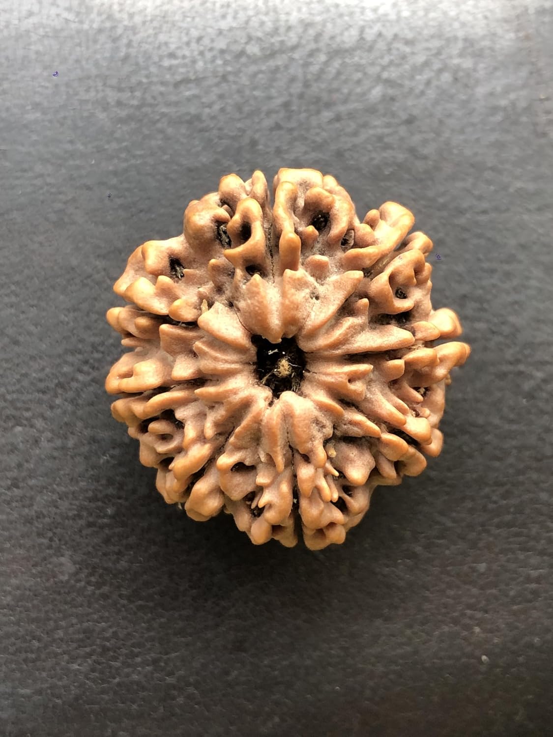8 Mukhi Nepal Rudraksha Complete 8 Seeds 28.14mm 6.24 Grams Exact Bead