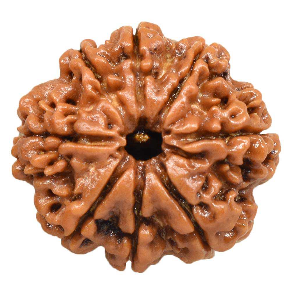 8 Mukhi Nepal Rudraksha Collector