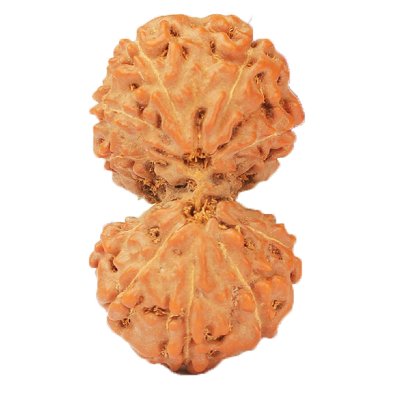 Indonesian Gauri-Shankar Rudraksha Large