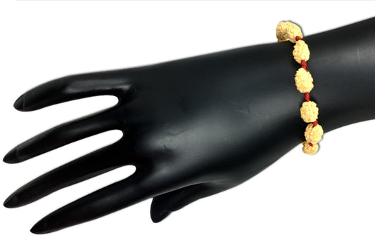 2 Mukhi Indonesian Rudraksha Bracelet In Adjustable Thread
