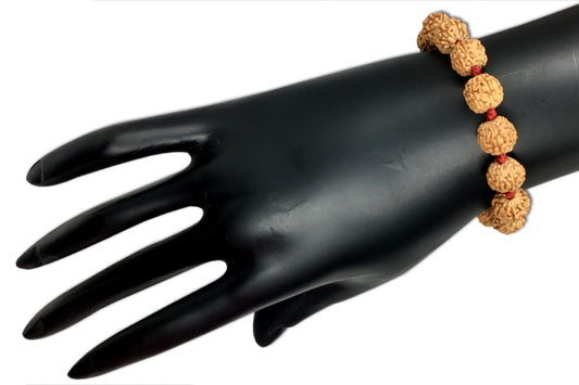 6 Mukhi Indonesian Rudraksha Bracelet In Adjustable Thread