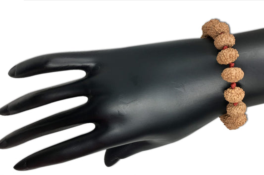 7 Mukhi Indonesian Rudraksha Bracelet In Adjustable Thread