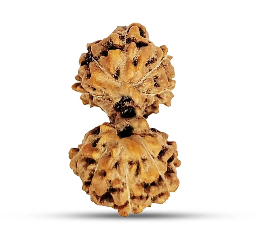 Indonesian Gauri-Shankar Rudraksha Medium