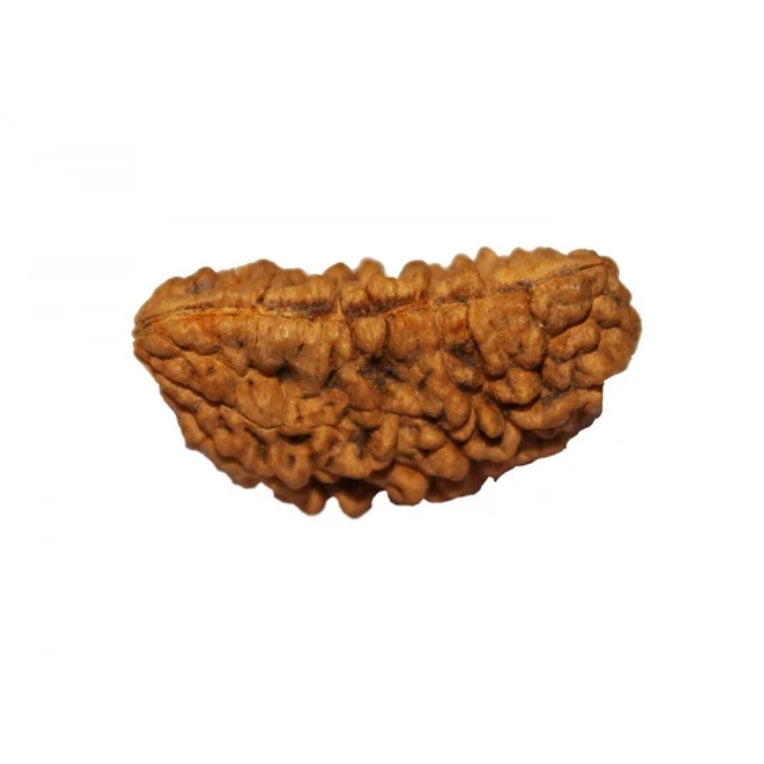 1 Mukhi Indian Rudraksha Medium