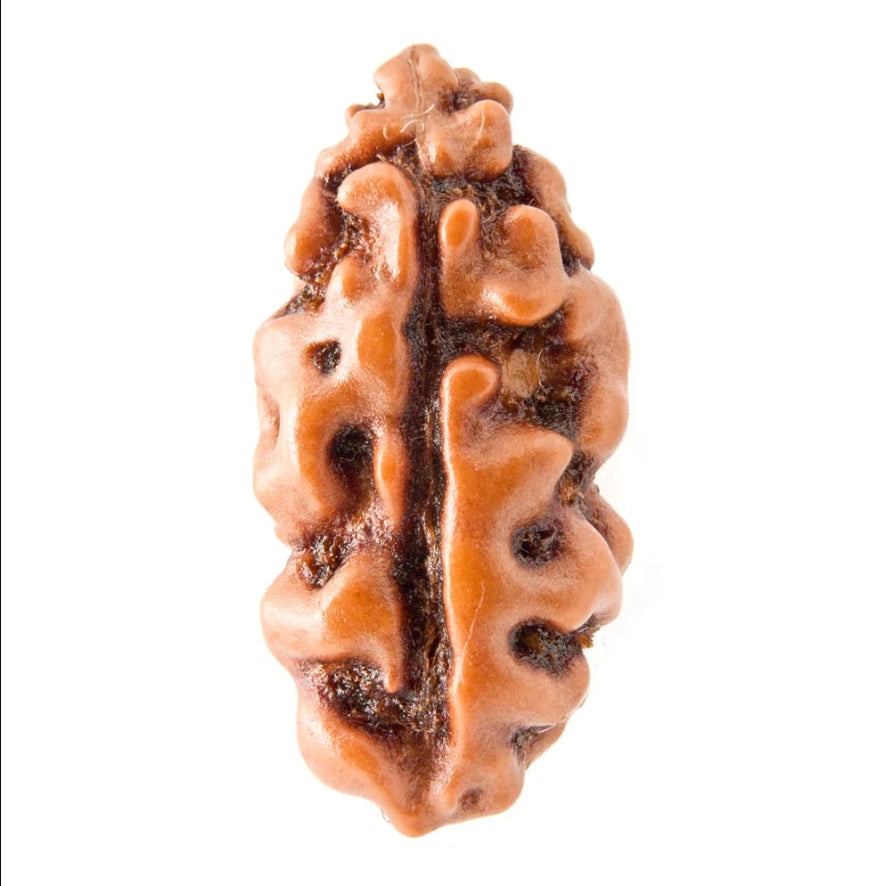 1 Mukhi Indonesian Rudraksha Medium