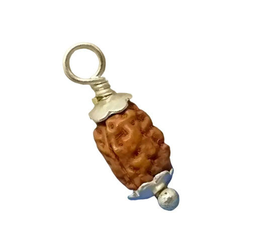 2 Mukhi Indonesian Rudraksha Medium