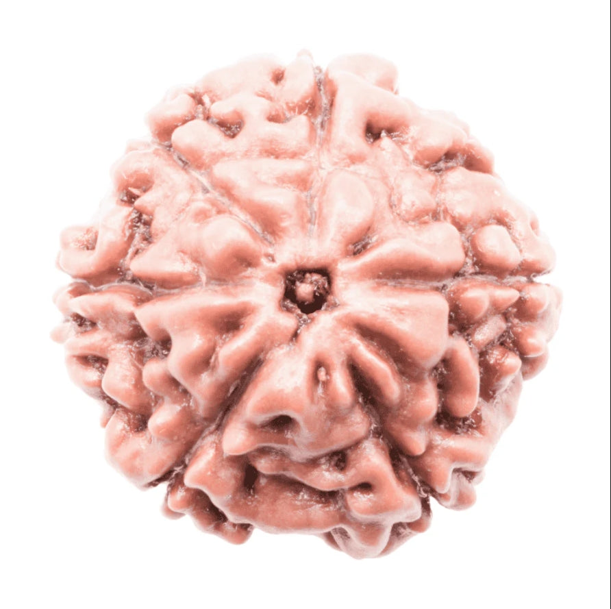 6 Mukhi Indonesian Rudraksha Large
