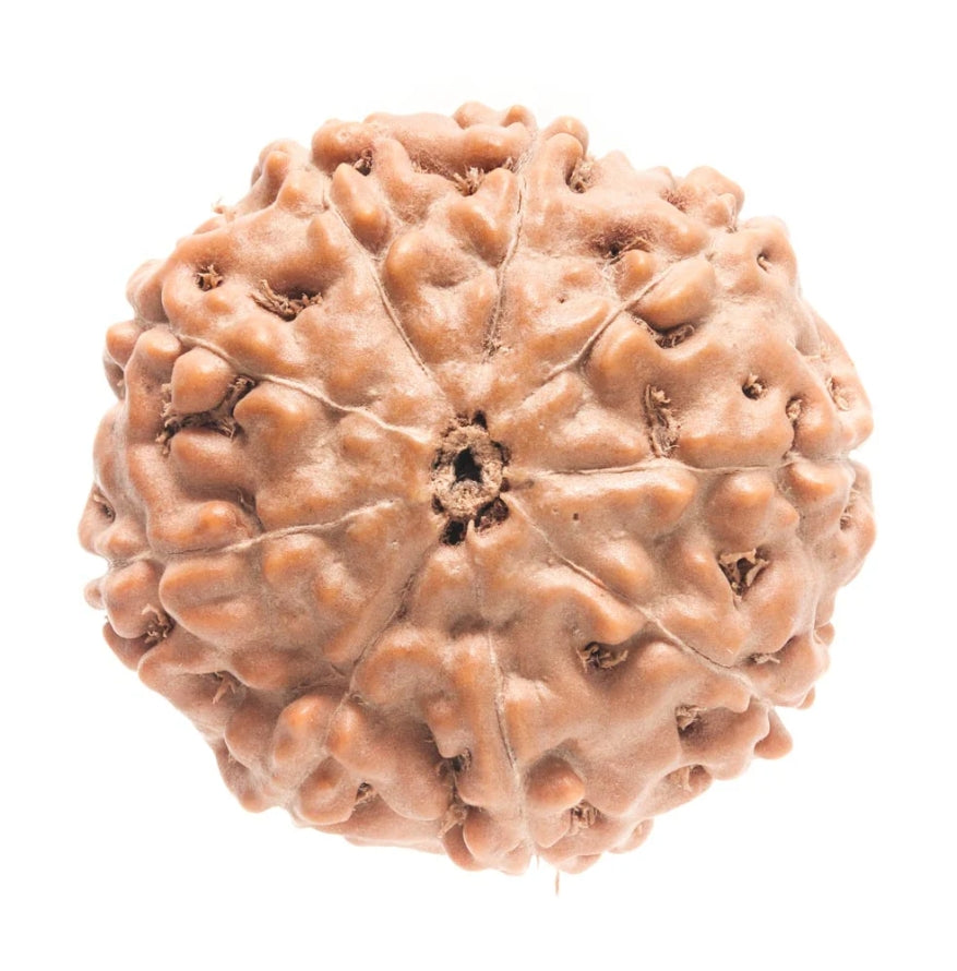 9 Mukhi Indonesian Rudraksha Medium