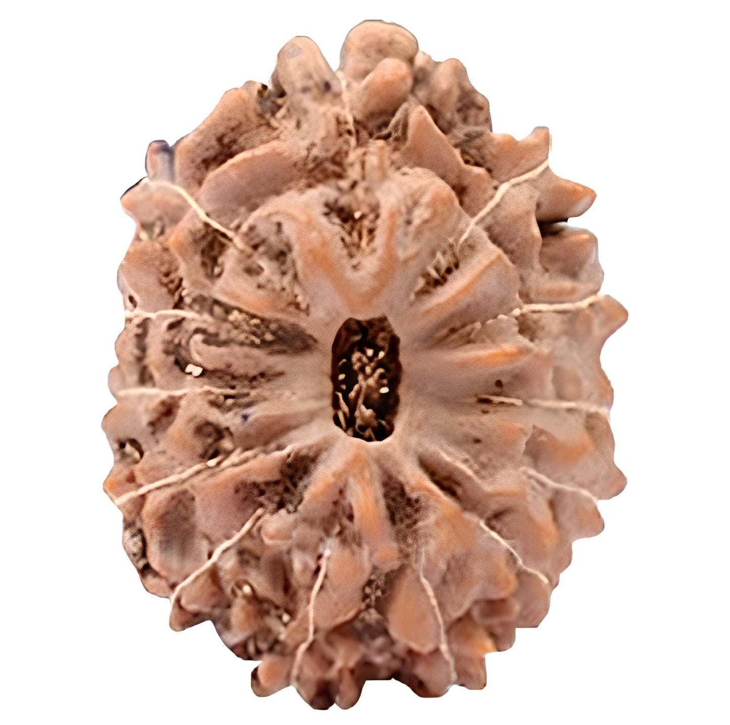 13 Mukhi Indonesian Rudraksha Collector