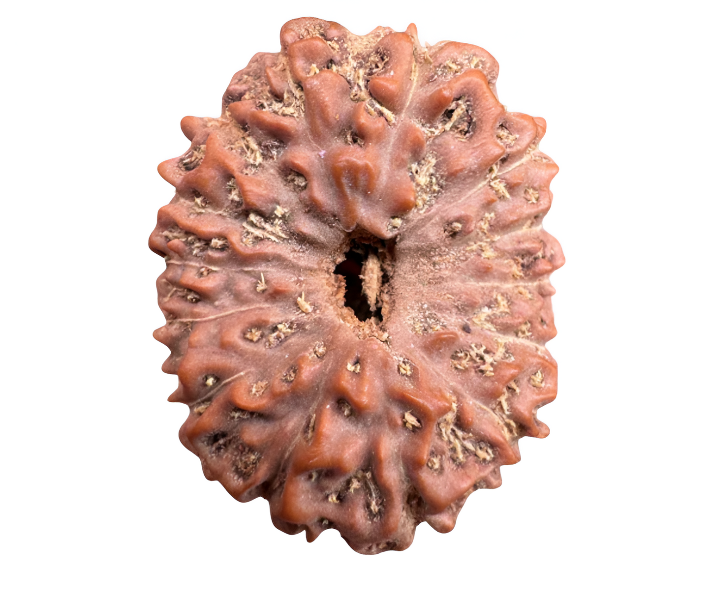 14 Mukhi Indonesian Rudraksha Collector