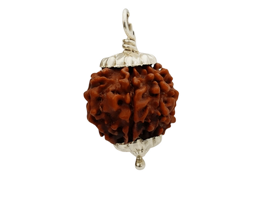 5 Mukhi Nepal Rudraksha Small