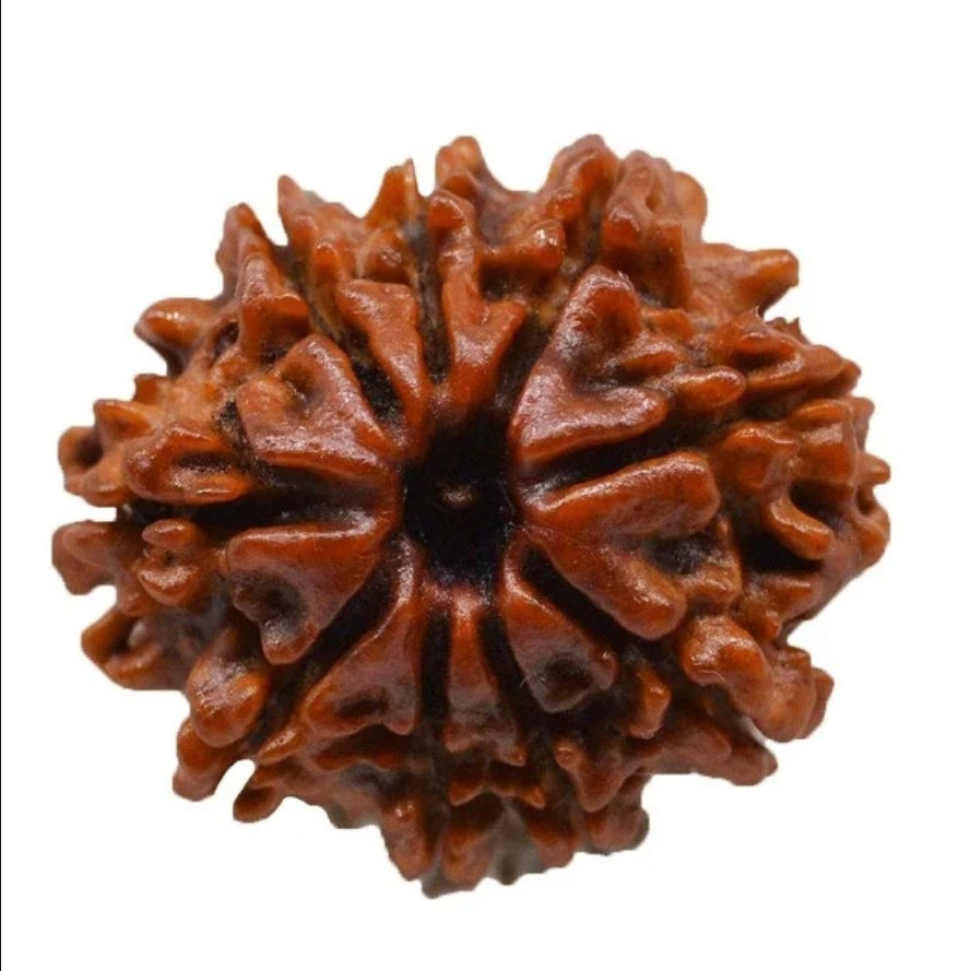 9 Mukhi Nepal Rudraksha Medium