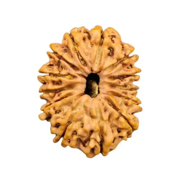 13 Mukhi Nepal Rudraksha Small