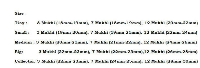 Rudraksha Combination for Career 3,7,12 Mukhi Nepal In Silver Chain