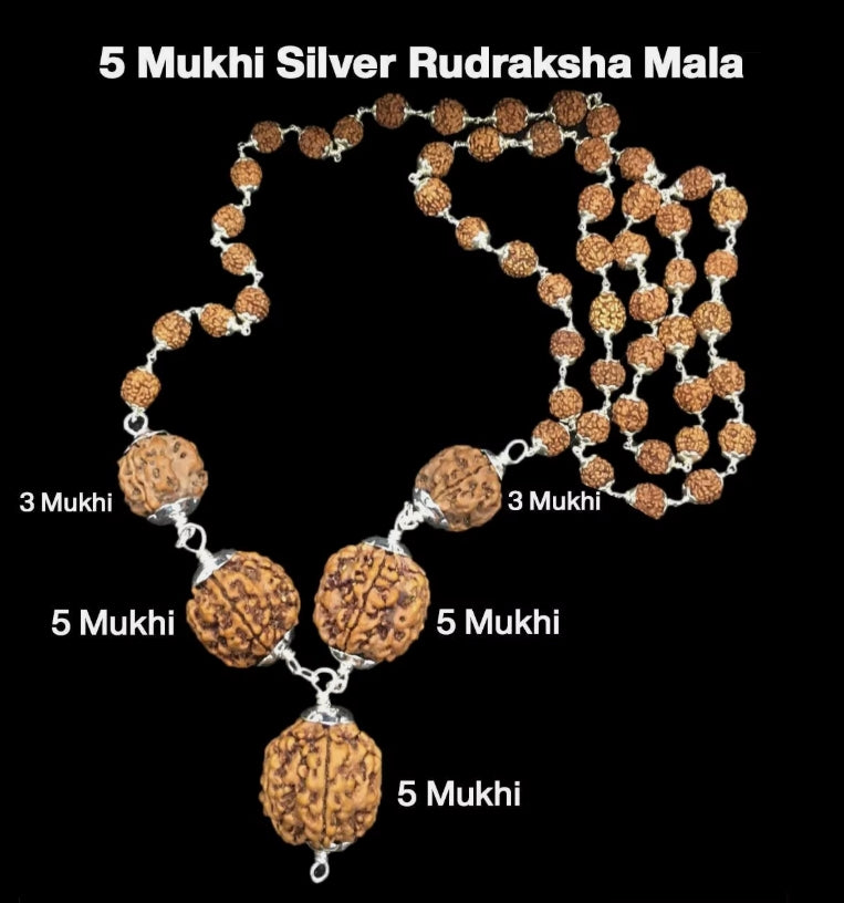 Rudraksha Combination for Health Power 3,3,5,5,5 Mukhi Nepal In Silver Rudraksha Mala