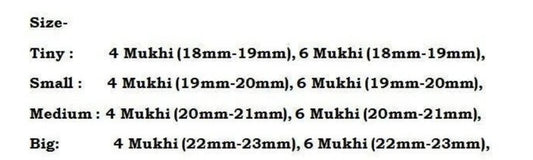 Rudraksha Combination for Students 4,4,6 Mukhi Nepal In Thread