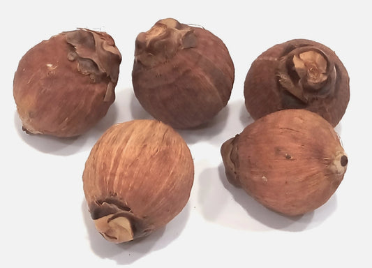 Laghu Nariyal sidh Religious And Spiritual Importance Puja Use (Small- 11 Pcs)