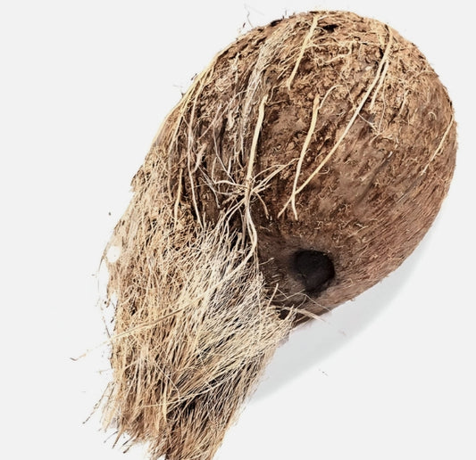 Ekakshi Nariyal/ One-Eyed Coconut Religious And Spiritual Importance Puja Use