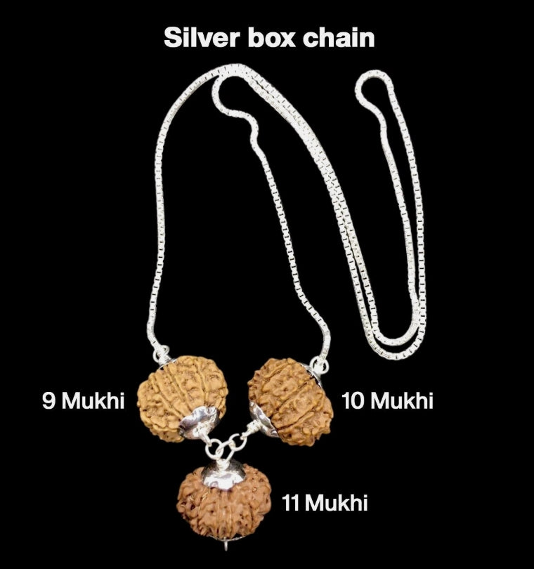 Rudraksha Combination for Total Protection 9,10,11 Mukhi Nepal In Silver Chain
