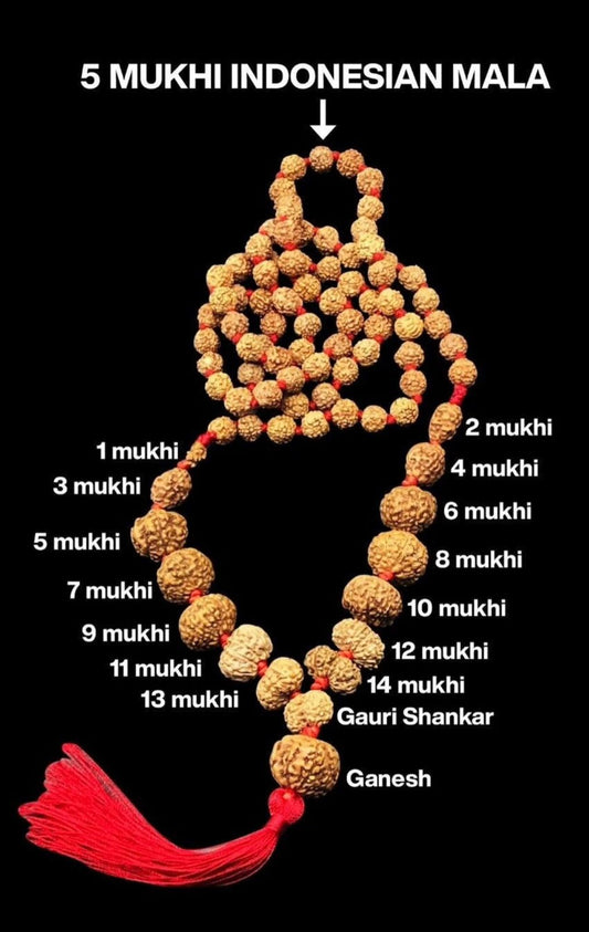 Indonesian Siddha Mala (1-14 Mukhi,Ganesh,Gaurishankar) Small Size